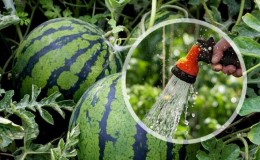 Wie oft gießt man Wassermelonen und Melonen in einem Gewächshaus und auf offenem Boden?