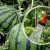 How often to water watermelons and melons in a greenhouse and open ground