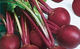 How to properly grow the wonderful Kestrel beet hybrid and how it differs from other species