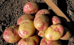 The best early potato varieties: Orchid, Lady Claire, Assol and others