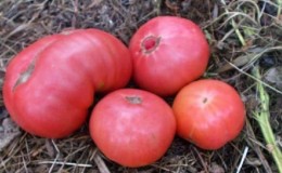 Apakah hasil yang anda boleh jangkakan daripada tomato Madu di tanah terbuka?