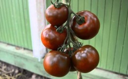 Segar yang indah dan sama baik dalam pemeliharaan - tomato Gourmand hitam dan asas penanaman varieti ini