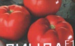 Penerangan terperinci tomato Linda F1 - ciri buah dan biji