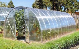 Growing a record harvest of tomatoes in a polycarbonate greenhouse: planting and care, advice from agronomists