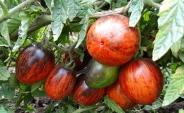 Varieti eksotik dengan penampilan yang unik - tomato Gargamel dan kerumitan penanamannya