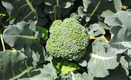 Cultiver et entretenir du brocoli en pleine terre en Sibérie