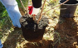 Guia passo a passo para plantar uma macieira de raiz fechada no verão