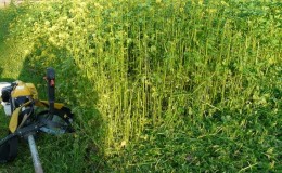 Choosing the best green manure for cucumbers in the fall for greenhouses and open ground