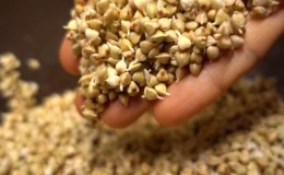 What is the difference between green buckwheat and regular buckwheat, which one is healthier?