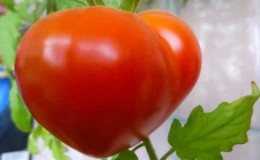 Tomato Budenovka, yang menghasilkan penuaian tomato lazat yang banyak, boleh ditanam secara bebas di plot atau di rumah hijau