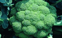 De bästa sorterna och hybriderna av broccoli för Sibirien och funktionerna i deras odling