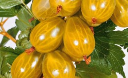 Varieti gooseberry pertengahan awal Madu