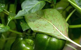 Wie man Blattläuse an Paprika effektiv bekämpft, ohne die Ernte zu schädigen