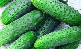 How to properly grow Claudius f1 cucumbers to break yield records