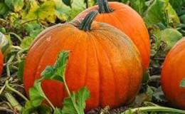 Una variedad de frutos grandes con un nombre positivo: calabaza Sonrisa: secretos de la tecnología agrícola para obtener una cosecha abundante