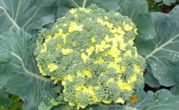 Que faire si le brocoli fleurit et comment bien faire pousser du chou pour l'éviter