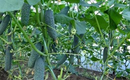 Qué hacer si las hojas de los pepinos se vuelven amarillas en un invernadero y cómo prevenirlo