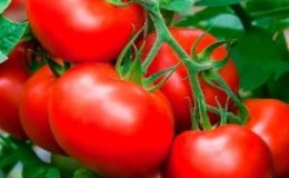 Bagaimana untuk menanam tomato masak awal Volgograd 323 dan bagaimana ia akan menggembirakan penanam sayuran