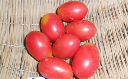 Tuai kaya tomato kecil berbentuk plum dari setiap belukar - tomato Kismis Merah Jambu dan rahsia menjaganya