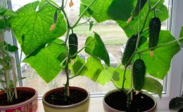 How to grow cucumbers on a windowsill in winter