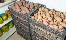 How to properly store potatoes and what temperature they can withstand