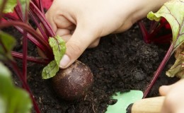 Beetroot grows poorly - how to feed it: determine the lack of microelements and select the best fertilizer composition