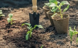 Normes per plantar pebrots: fase preparatòria, temps i matisos del procés