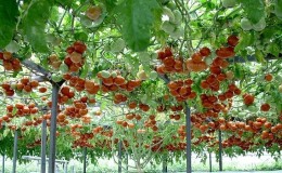 Blekksprut - et ekte tomattre med en gigantisk høst