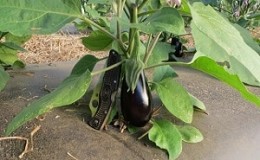 Expert recommendations for caring for eggplants in a greenhouse