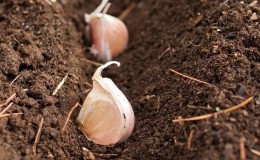 Nous protégeons la future récolte des parasites et des maladies - traitement approprié de l'ail avant la plantation