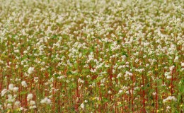 Tecnología de cultivo de trigo sarraceno desde la siembra hasta la cosecha.