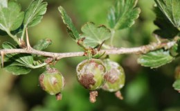 Cendawan serbuk pada gooseberries: tanda, punca, langkah kawalan, pencegahan