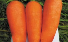 High-yielding carrot hybrid Boltex with excellent taste