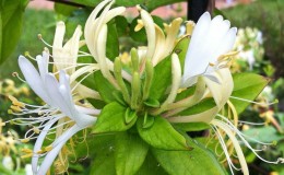 Ciri dan peraturan untuk menanam honeysuckle Jepun (varieti Aureoreticulata, Khaliana, Purpurea, Variegated)