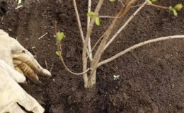 Hvordan plante viburnum på riktig måte om høsten