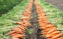 Instruções para o cultivo de cenoura no campo para iniciantes