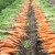 Instructions for growing carrots in the country for beginners