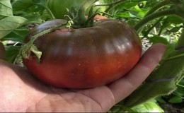 Why are summer residents so attracted to black tomatoes?