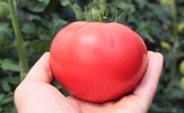 Di mana dan cara terbaik untuk menanam tomato Madu merah jambu