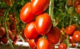 Bagaimana untuk menanam tomato Empire