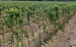 Comment bien planter des framboises à l'automne et comment en prendre soin davantage