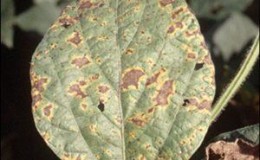 How to identify tomato septoria and get rid of it: effective remedies and traditional methods of treatment