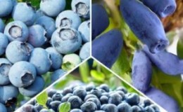 Apakah perbezaan antara blueberry dan honeysuckle - bagaimana membezakannya