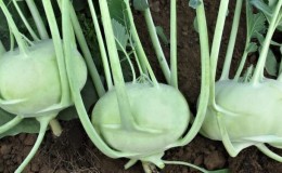 Nützliche Eigenschaften und Kontraindikationen von Kohlrabikohl