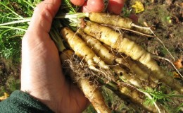 Propriétés médicinales des carottes sauvages et méthodes d'utilisation en médecine traditionnelle