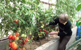 Jenis tomato terbaik untuk rumah hijau, tahan kepada penyakit hawar lewat