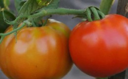 Varieti masak awal yang terbaik, menurut penduduk musim panas, adalah tomato Raja Awal: mengapa ia sangat baik dan mengapa ia berbaloi untuk ditanam