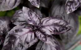 Purple basil - benefits and harm