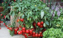 Nous cultivons facilement et simplement une tomate Thumbelina sur un rebord de fenêtre ou un chalet d'été selon les instructions d'agriculteurs expérimentés