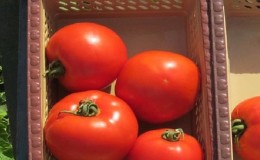 En produktiv hybrid med utmerket smak - Florida-tomaten og dens fordeler